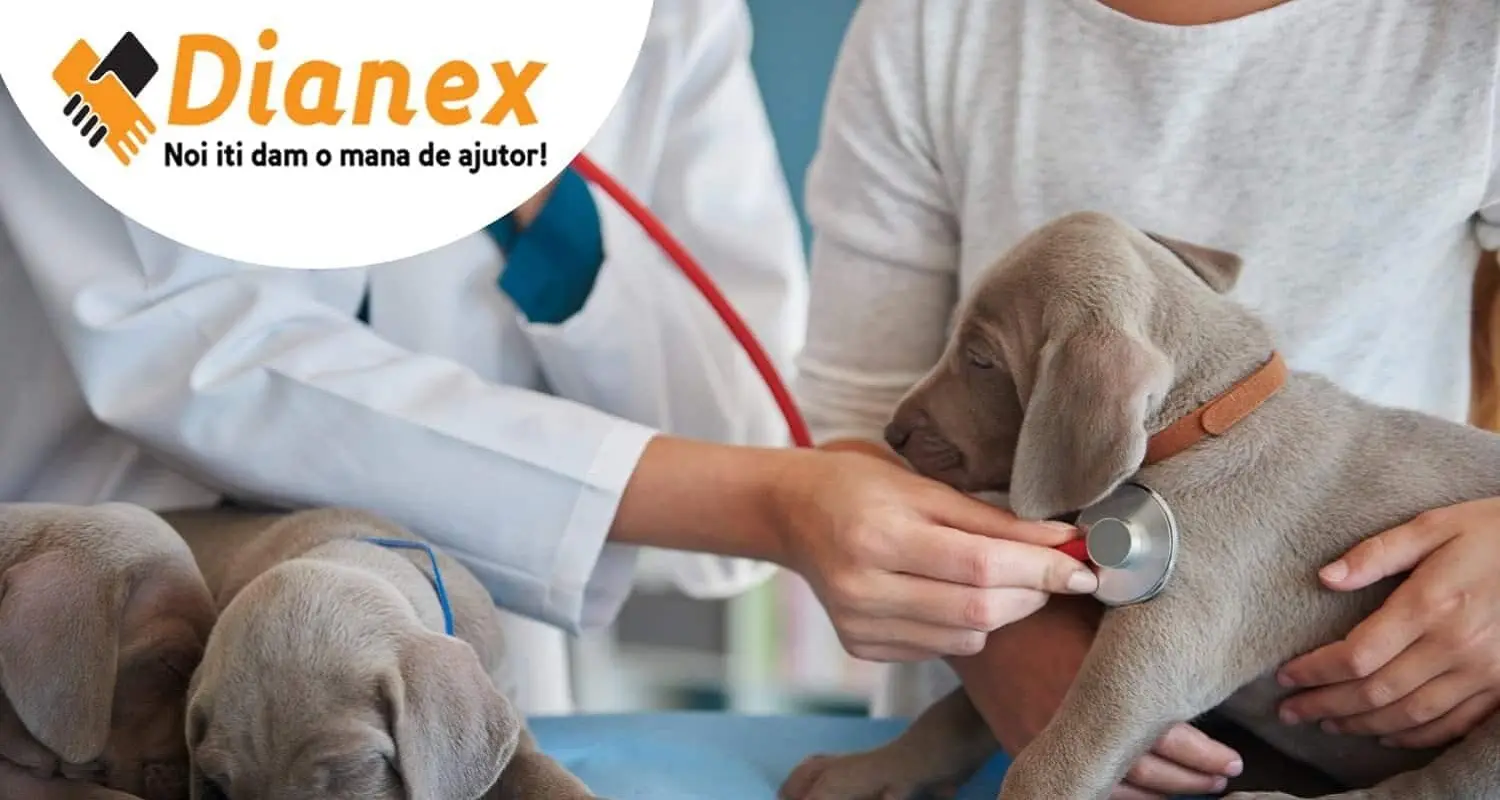 directia-sanitar-veterinara-min-min-e1690270794230 Autorizație Direcția Sanitar Veterinară
